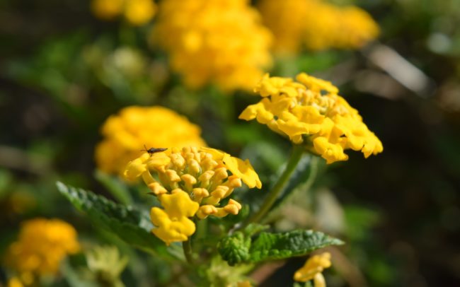 Flowers at Karura House