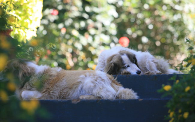 Puppies at Karura House